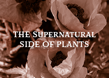 The Supernatural Side of Plants – CornellBotanicGardens